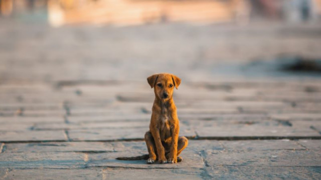 Разследват случай на хвърлени кучета в шадрафан в Стара Загора